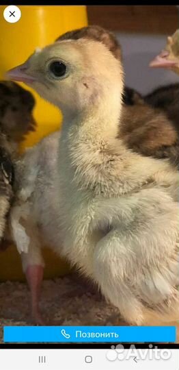 Гусята, утята, индюшата