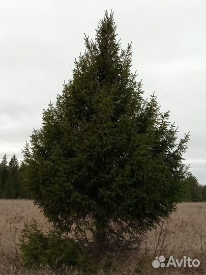 Ель Елка крупномеры живые