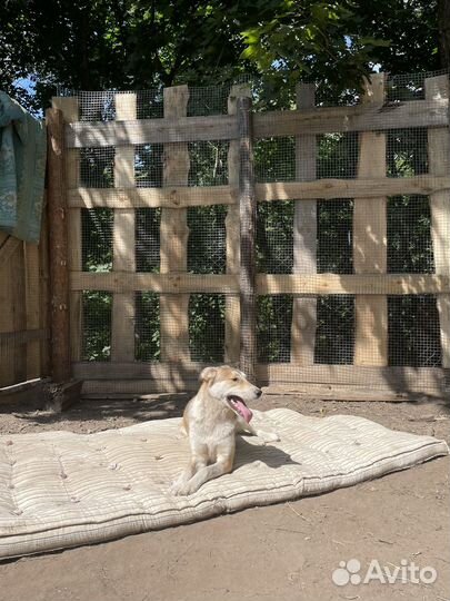 Собаки бесплатно в добрые руки щенки