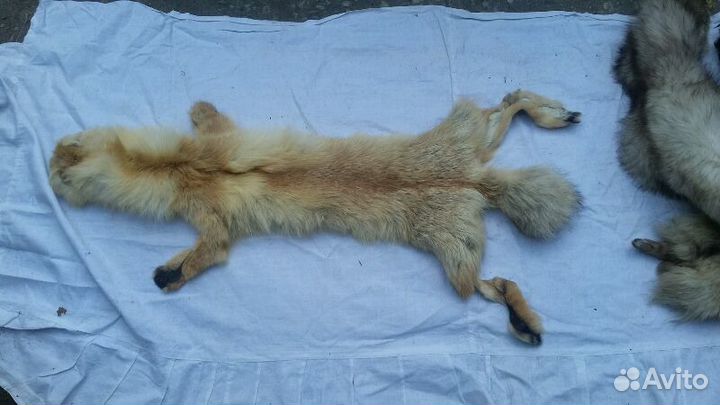 Цельные шкуры лисы