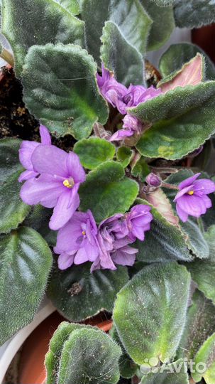 Фиалка сорт Поль Баньян