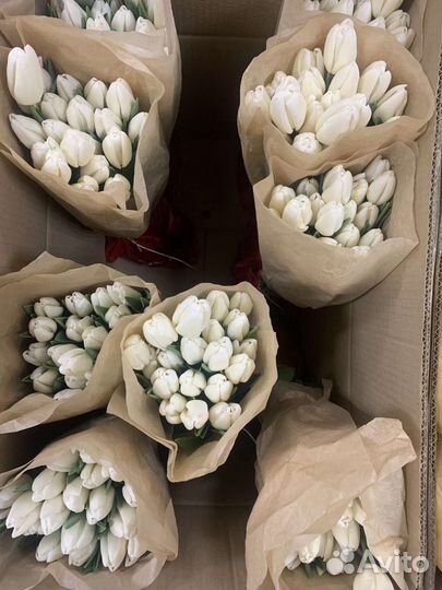 Свежие тюльпаны с юга