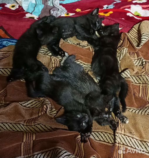 Кошка в дар бесплатно