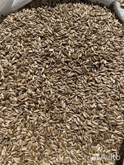 Расторопша, семена корм