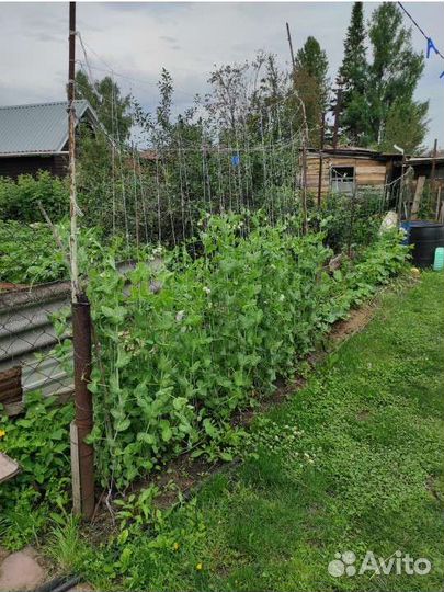 Горох растение