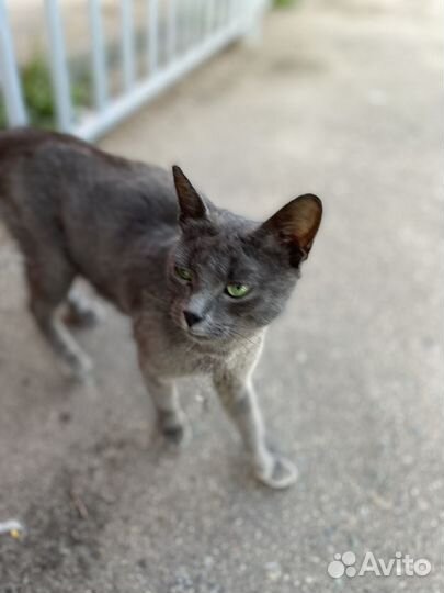 Кошка в добрые руки котенок