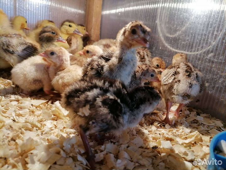 Обновлено Домашние цыплята и Индюшата