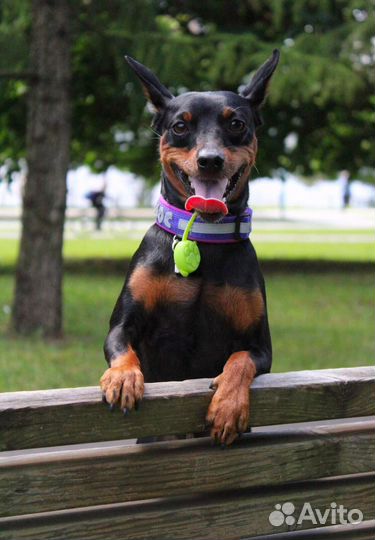 Цвергпинчер