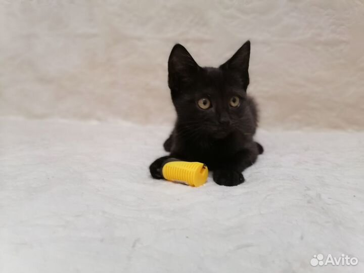 Игривая кошечка в добрые руки