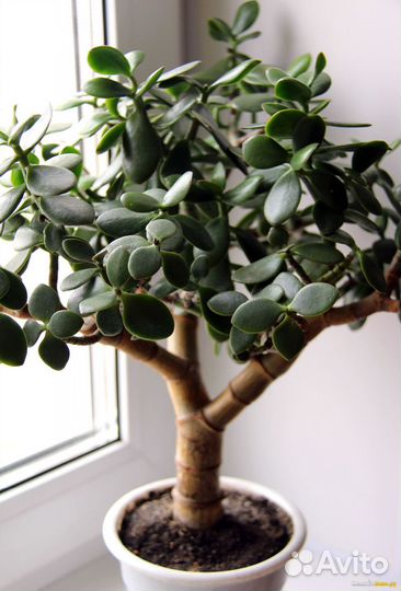 Толстянка (денежное дерево)