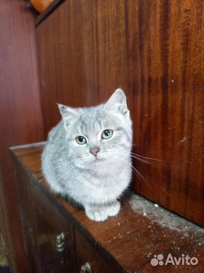 Котята девочки