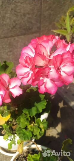 Пеларгония герань