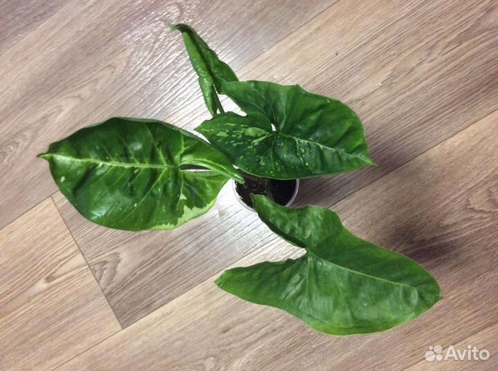 Сингониумы