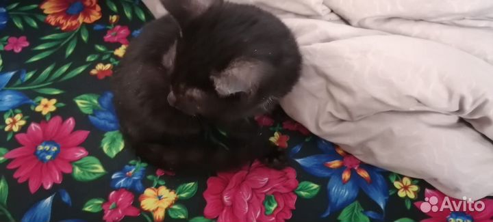 Котёнок