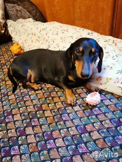 Выгул собак