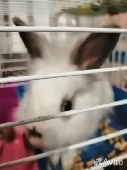 Декоративные кролики