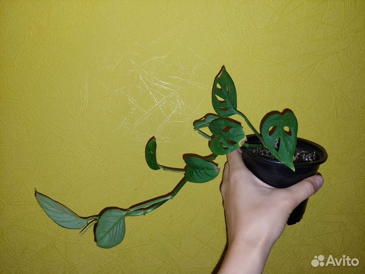 Монстера манки