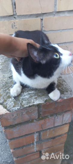 Кошка котёнок подросток 8мес в дар