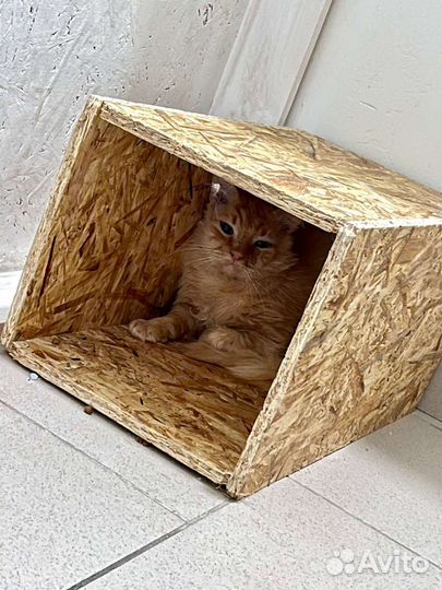 Рыжий кот в добрые руки