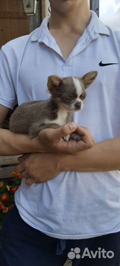 Чихуахуа мальчик