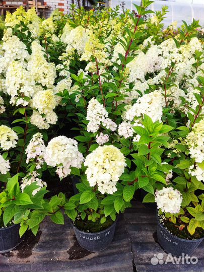 Гортензия Сандей Фрайз