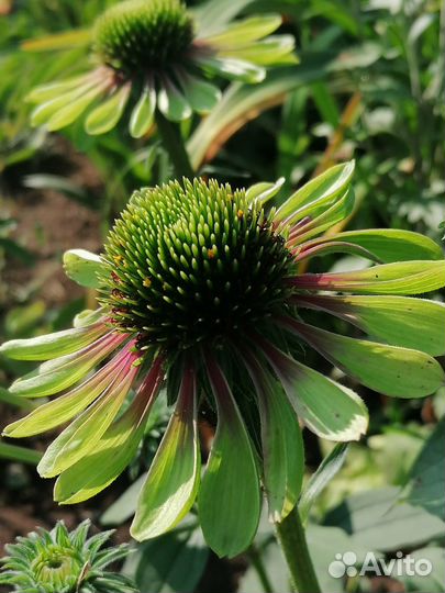 Эхинацея, буквица, астры, герань