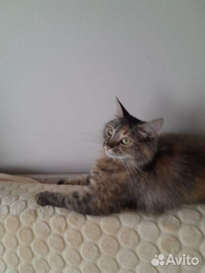 Кошка в дар бесплатно