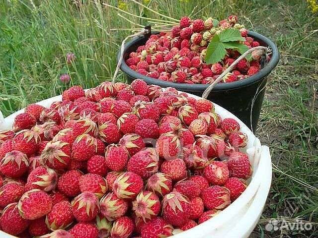 Клубника лесная