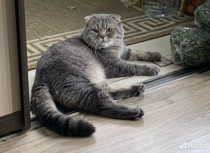 Шотландский вислоухий кот на вязку