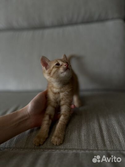 Котенок рыжий