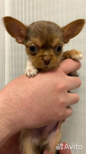 Щенки чихуахуа Мерле