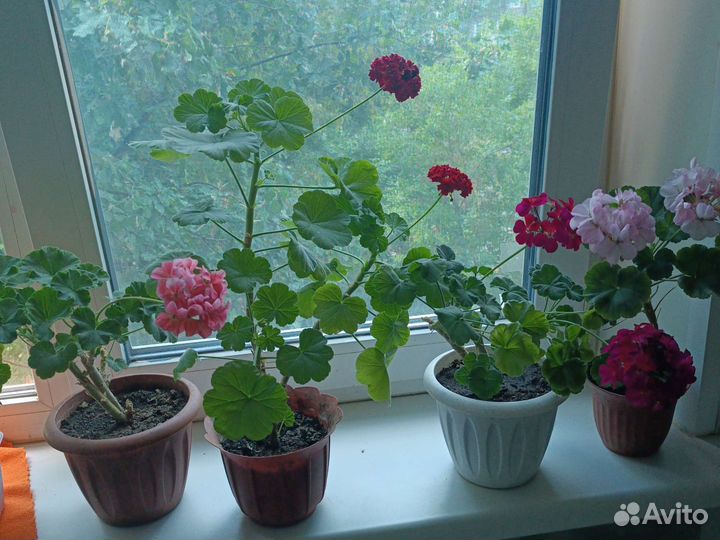 Герань пеларгония