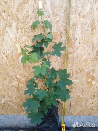 Клён Остролистный (Канадский)