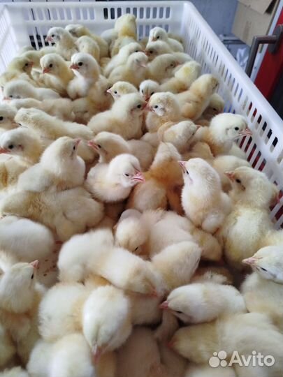 Цыплята