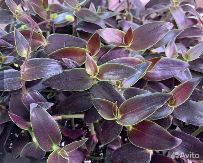 Gibasis Jose Puig-каллизия, вид традесканции