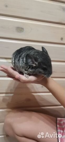 Шиншилла мальчик