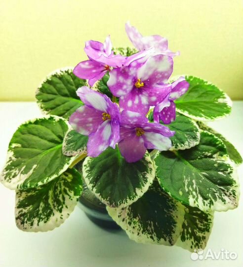 Цветущие фиалки