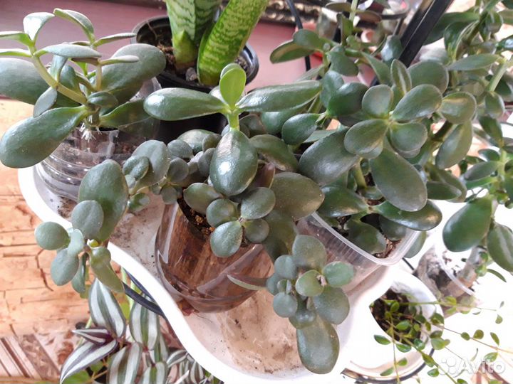 Толстянка.денежное дерево