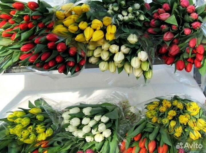 Тюльпаны опт