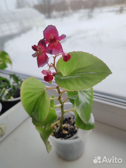 Монстера манки, бегония вечноцветущая