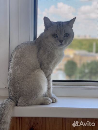 Случка кошки (самец Британец)