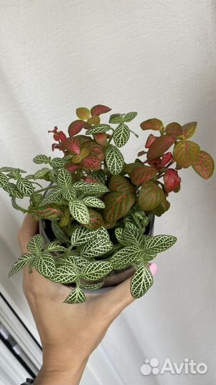 Пеперомия арбузная, фиттония, миканс