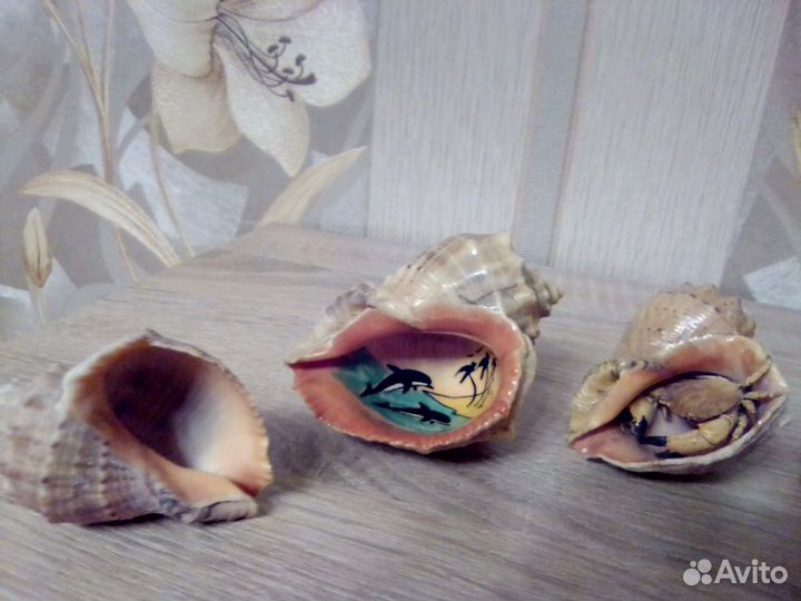 Ракушки(вместе)