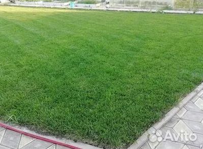 Укладка Рулонного газона