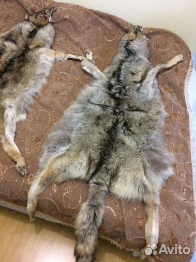 Шкура волка