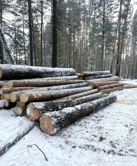 Лес круглый береза