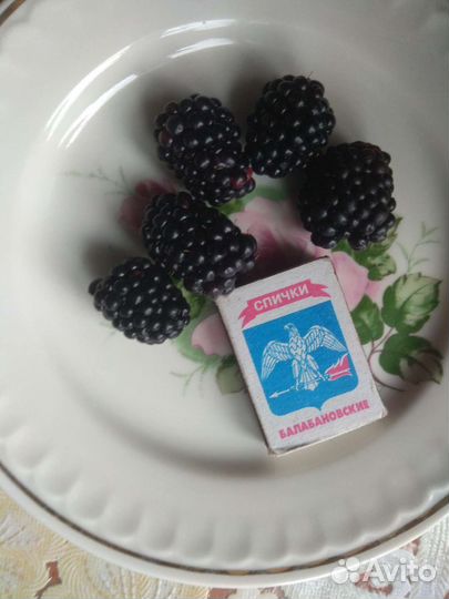 Саженцы ежевика