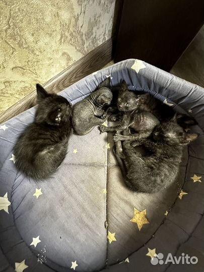 Лысые и полулысые котята