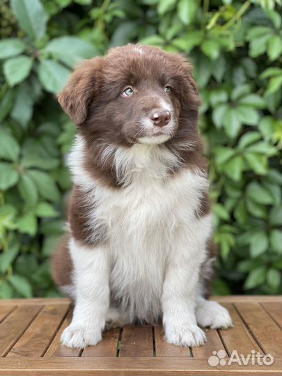 Бордер колли щенки