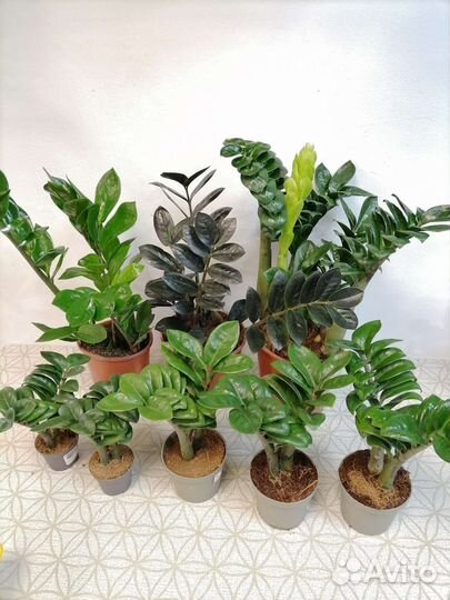 Замиокулькасы разные